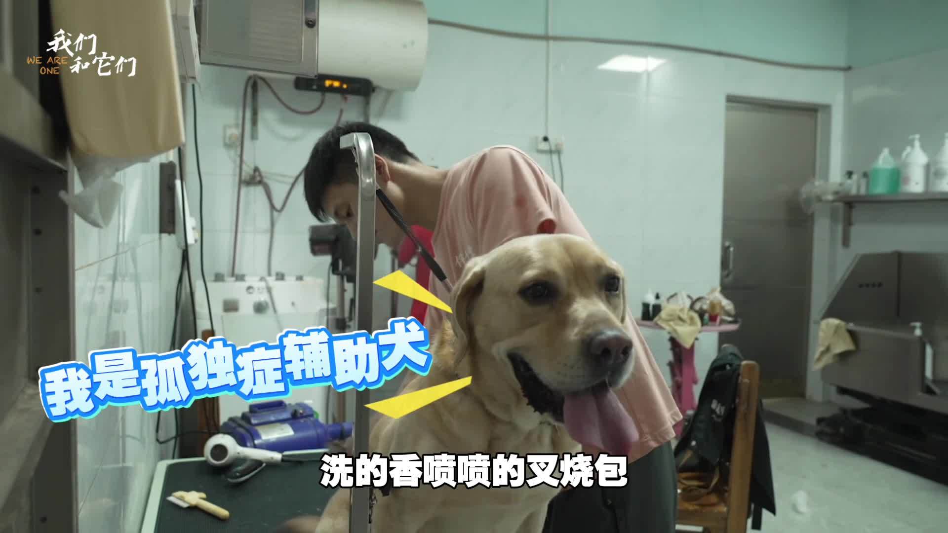 孤独症患者母亲为孩子找到辅助犬 宠物陪伴让孩子出现惊人转变