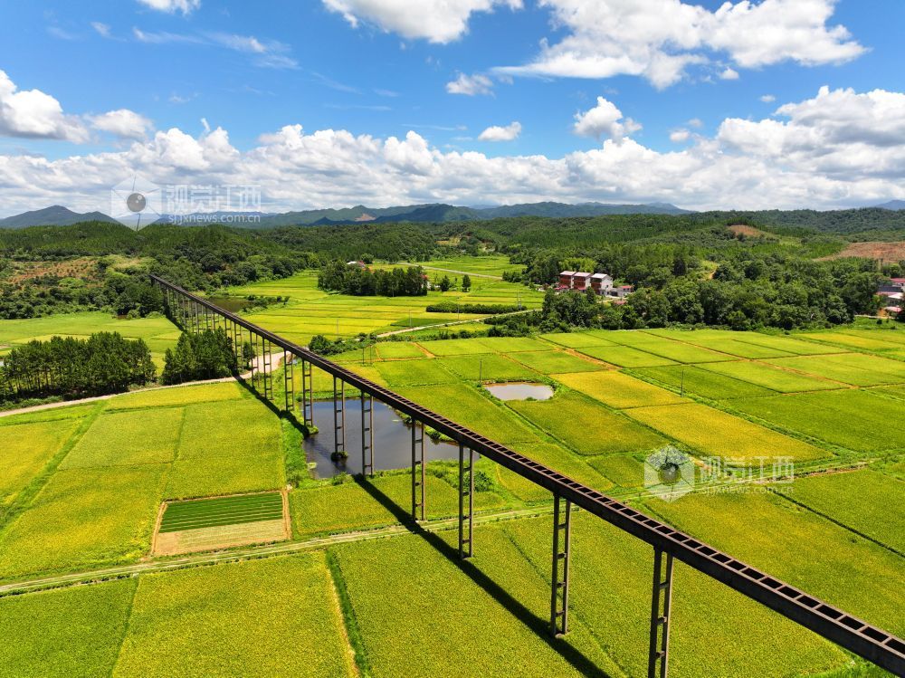 6月27日，江西省吉安市泰和縣上模鄉油洲村高架引水工程橫跨金色田園，為水稻灌溉輸送源源不斷的生態活水，保障糧食豐產豐收。