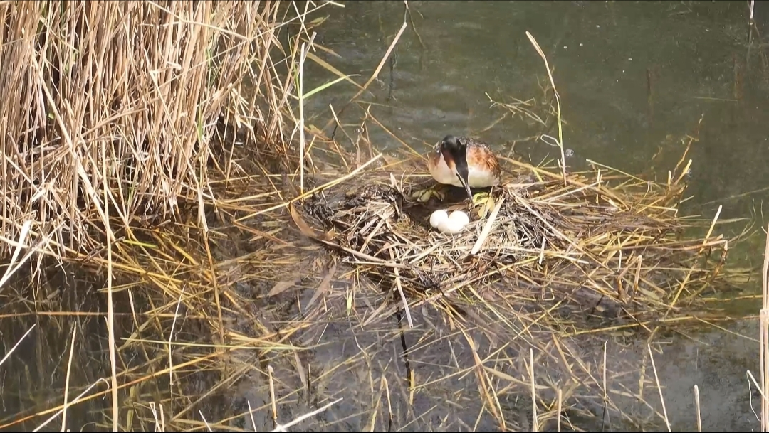 保护区内的鸟类