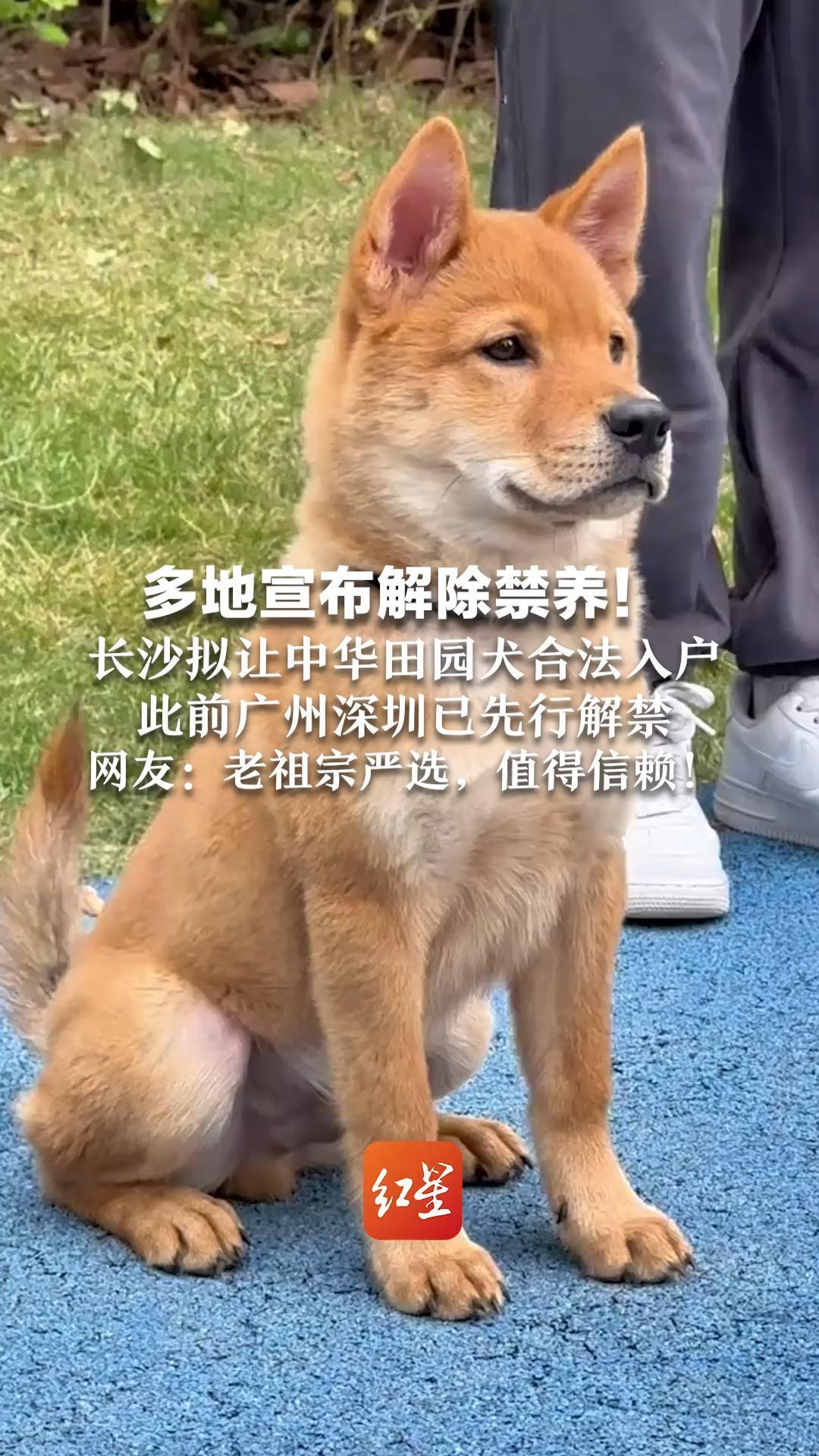多地宣布解除禁养！长沙拟让中华田园犬合法入户 此前广州深圳已先行解禁 网友：老祖宗严选，值得信赖