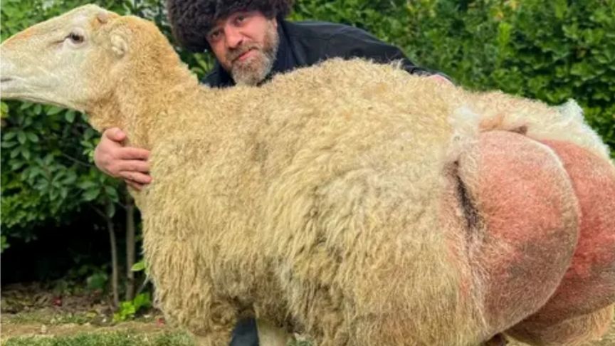 阿塞拜疆大厨神级操作，400斤阿勒泰大尾羊，瞬间变为珍馐佳肴