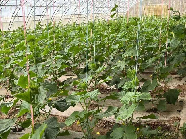 产业兴农百花齐放　华亭这儿解锁致富新姿势