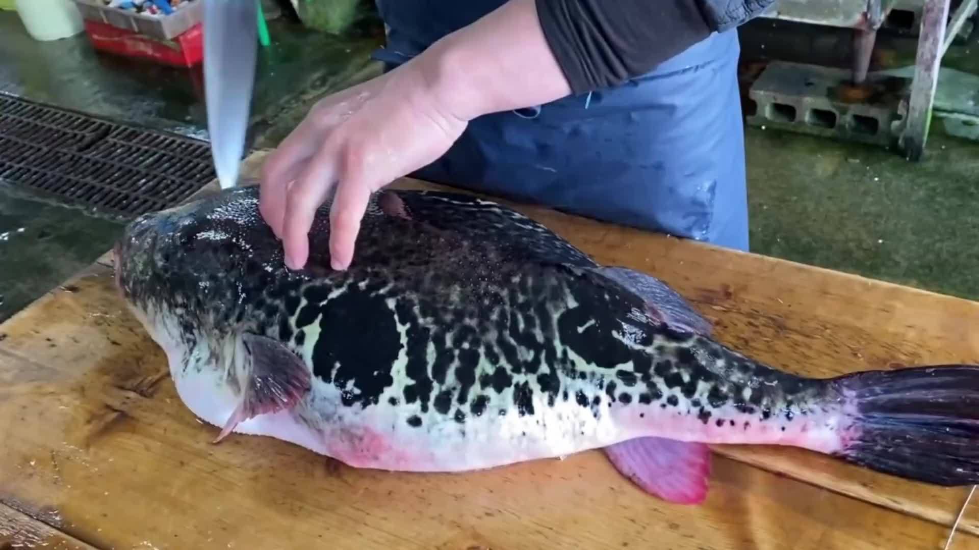 15斤河豚被分割，2000元就这样没了，一刀切开鱼肚竟赚大发了