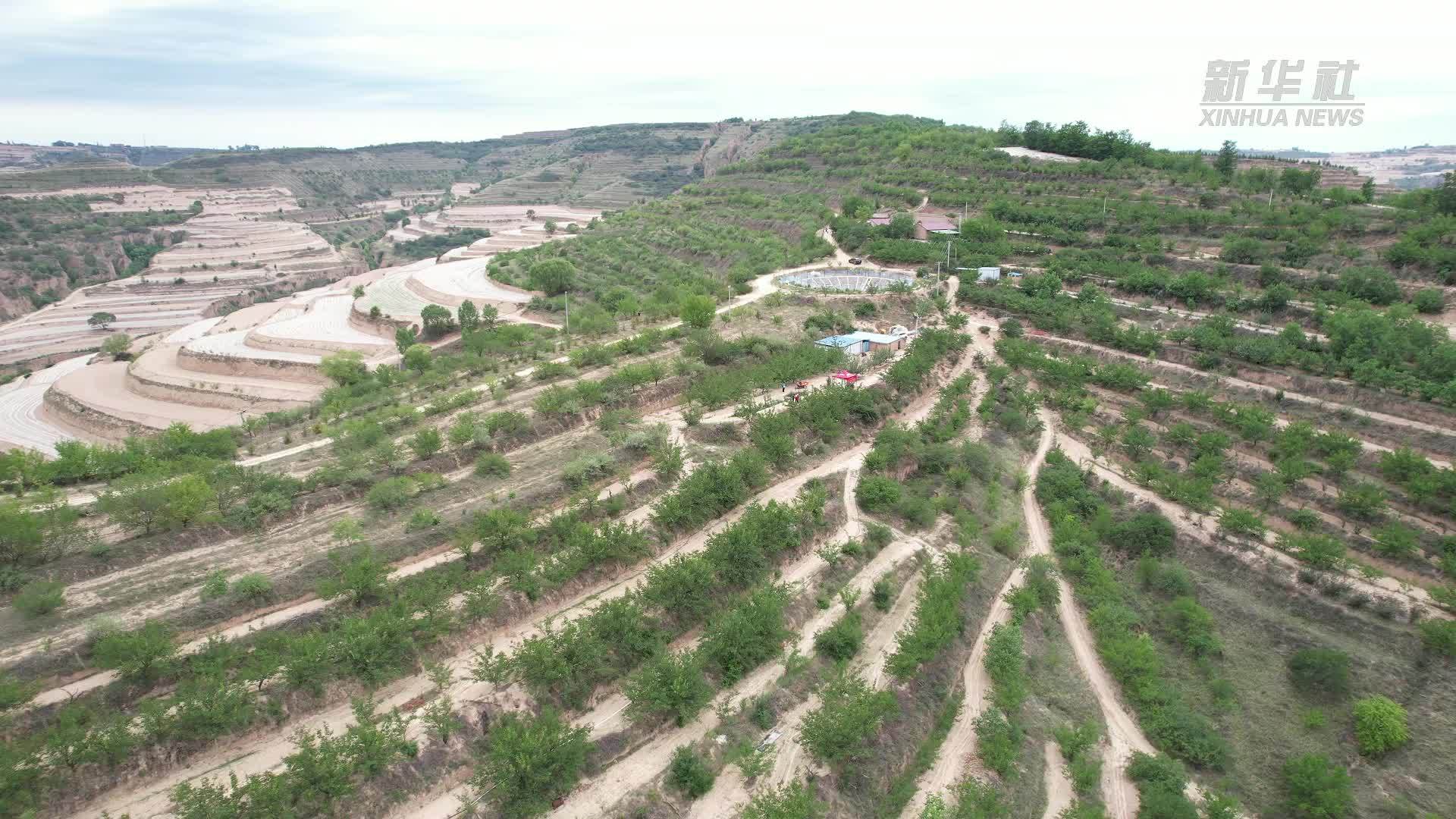 宁夏彭阳：红梅杏采收入市忙