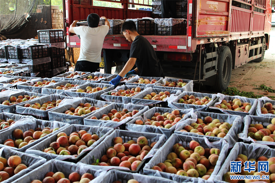 6月24日，内黄县豆公镇田大晁村收购市场，工人正在装运鲜桃。