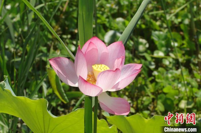 盛开的荷花呈现出夏日的美景。 熊锦阳 摄