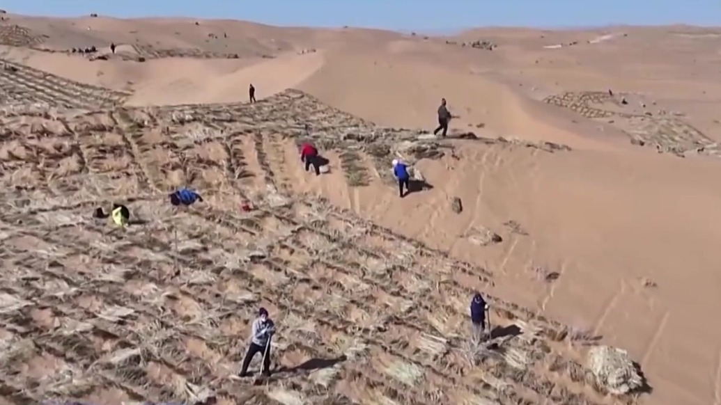 青土湖：沙漠变绿洲的生态蜕变