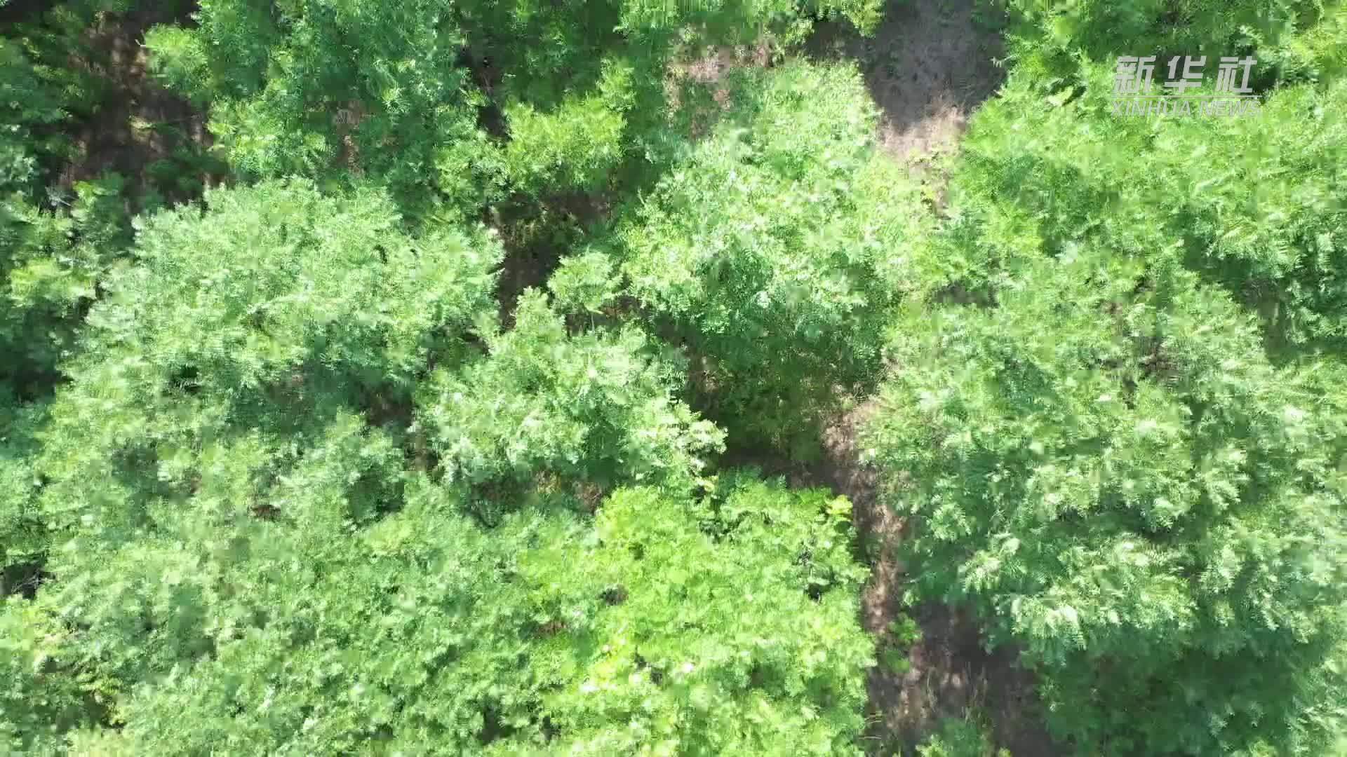 河北邱县：文冠果结出“致富果”