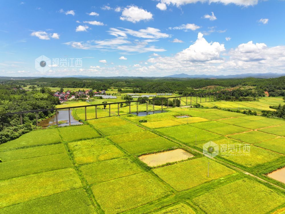 6月27日，江西省吉安市泰和縣上模鄉油洲村高架引水工程橫跨金色田園，為水稻灌溉輸送源源不斷的生態活水，保障糧食豐產豐收。