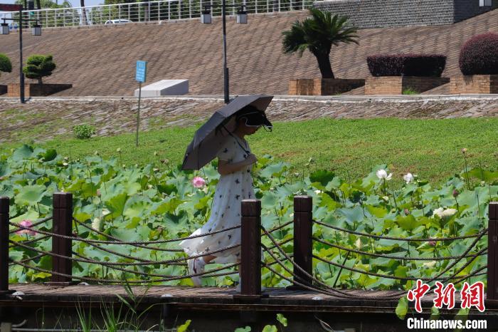 市民从莲池中走过。 熊锦阳 摄