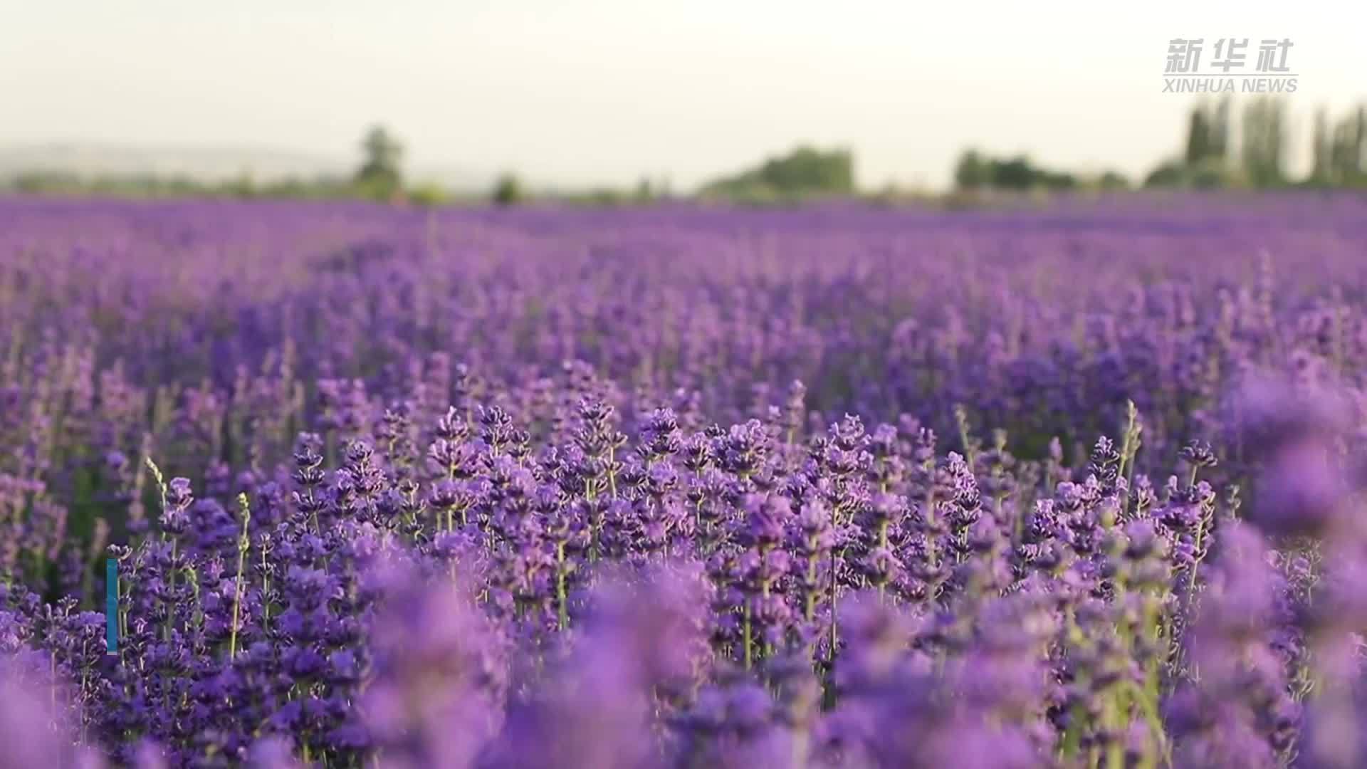 香漫山谷！感受新疆霍城薰衣草“紫色海洋”