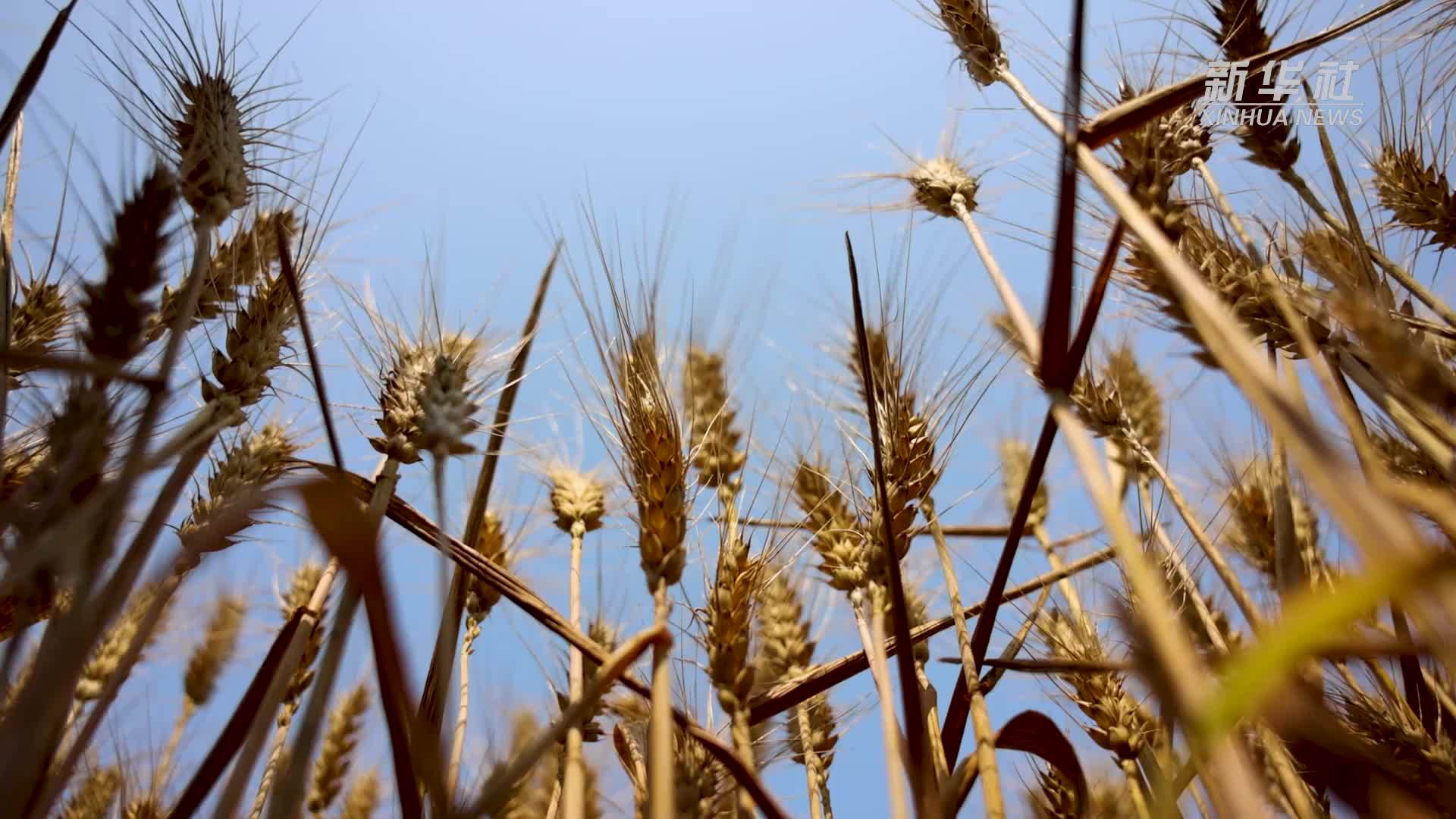千城胜景｜河北秦皇岛：麦浪翻滚迎丰收