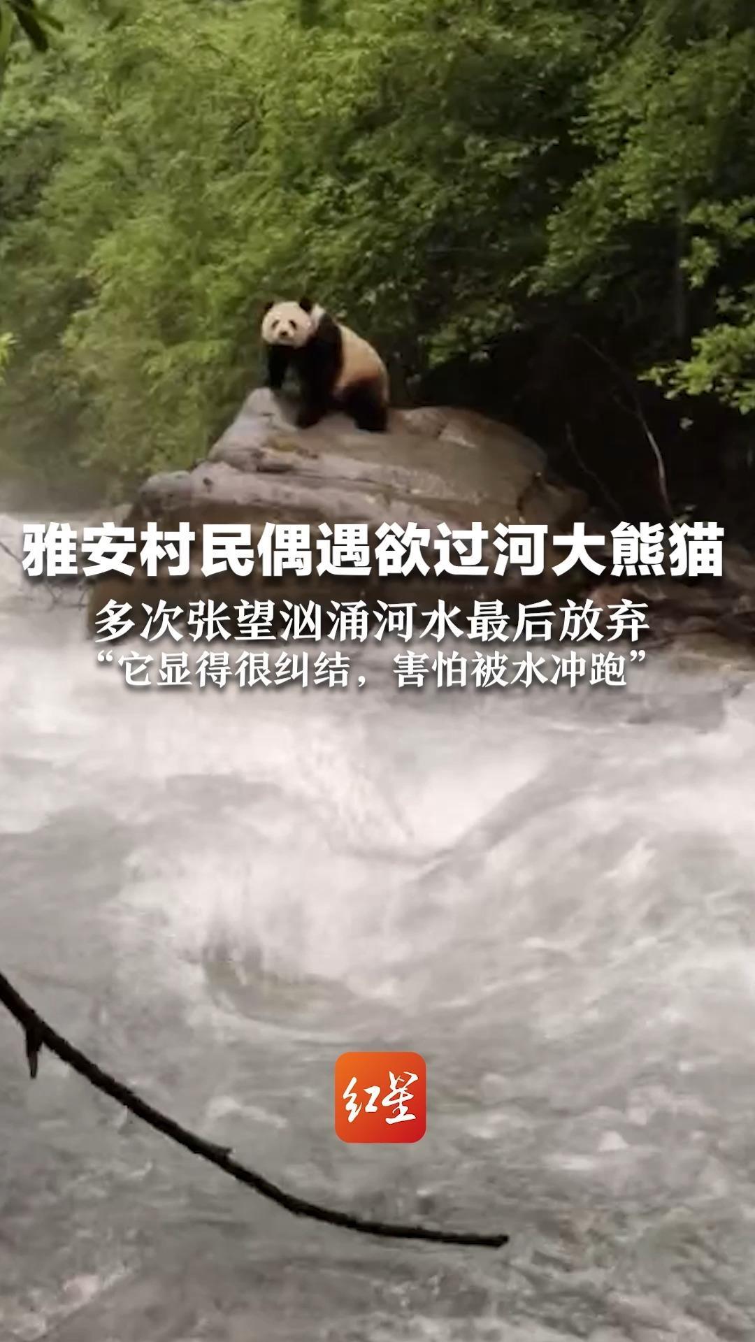雅安村民偶遇欲过河大熊猫 多次张望汹涌河水最后放弃“它显得很纠结，害怕被水冲跑”