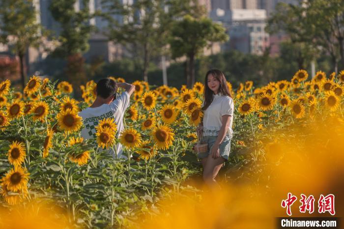 7月1日，江西南昌新建區，馬蘭圩濕地公園的大片向日葵正盛開，秀美的金色花海吸引了市民游客前來游園賞花。中新社記者 劉力鑫 攝