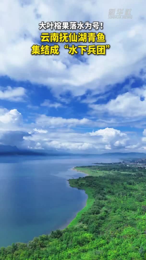 大叶榕果落水为号！云南抚仙湖青鱼集结成“水下兵团”
