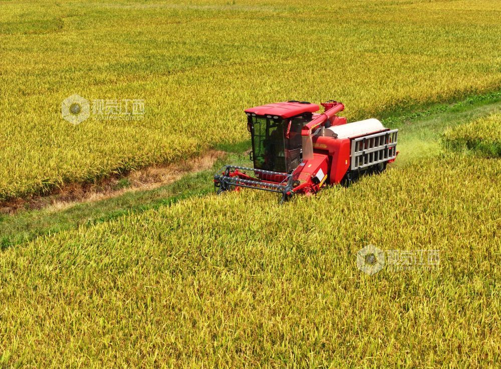 7月3日，江西省吉安市泰和县塘洲镇粮食主产区，农民驾驶收割机正在抢收早稻。