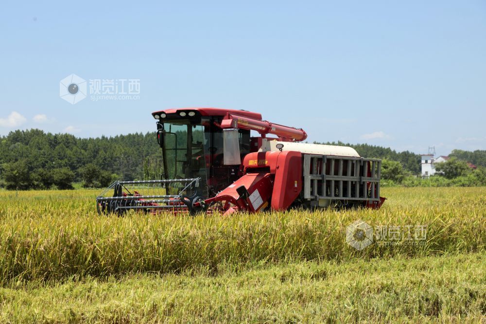 7月3日，江西省吉安市泰和县塘洲镇粮食主产区，农民驾驶收割机正在抢收早稻。