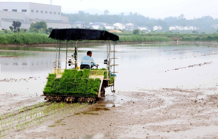 在彭澤縣芙蓉墩鎮(zhèn)種植大戶張佳明的稻田里，插秧機(jī)正在栽插。（歐陽震 攝）