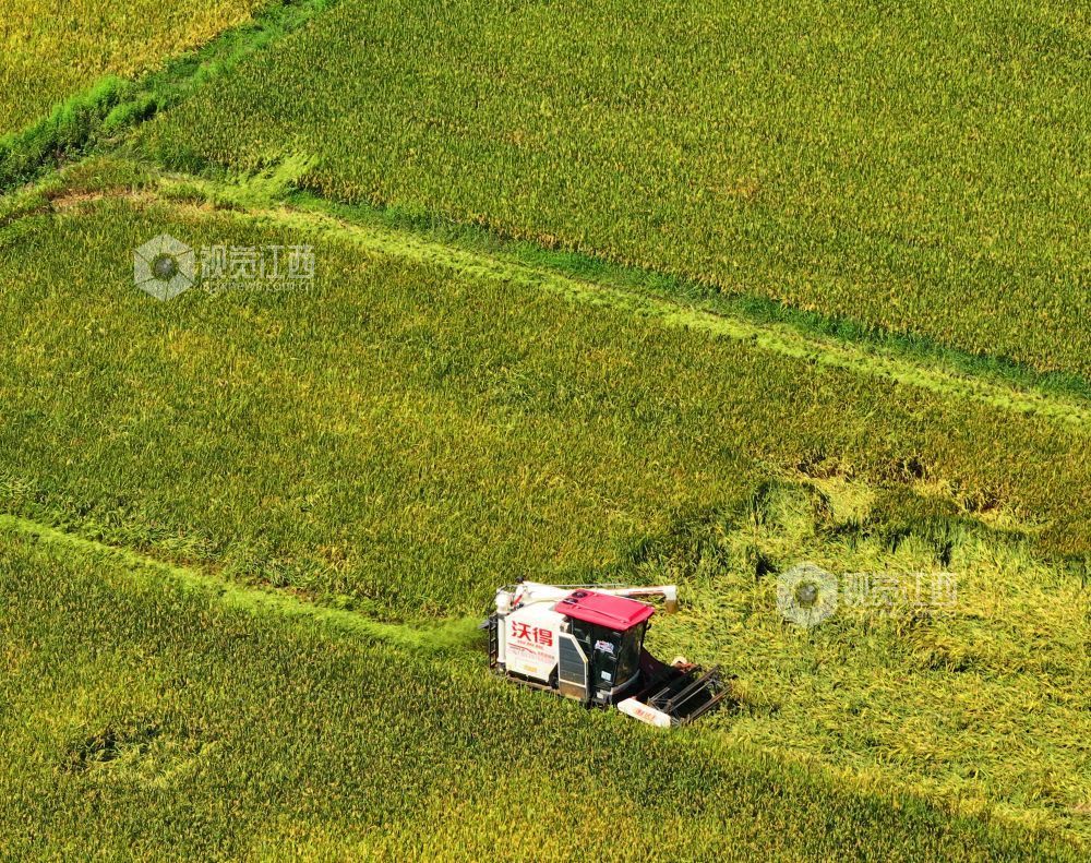 7月3日，江西省吉安市泰和县塘洲镇粮食主产区，农民驾驶收割机正在抢收早稻。