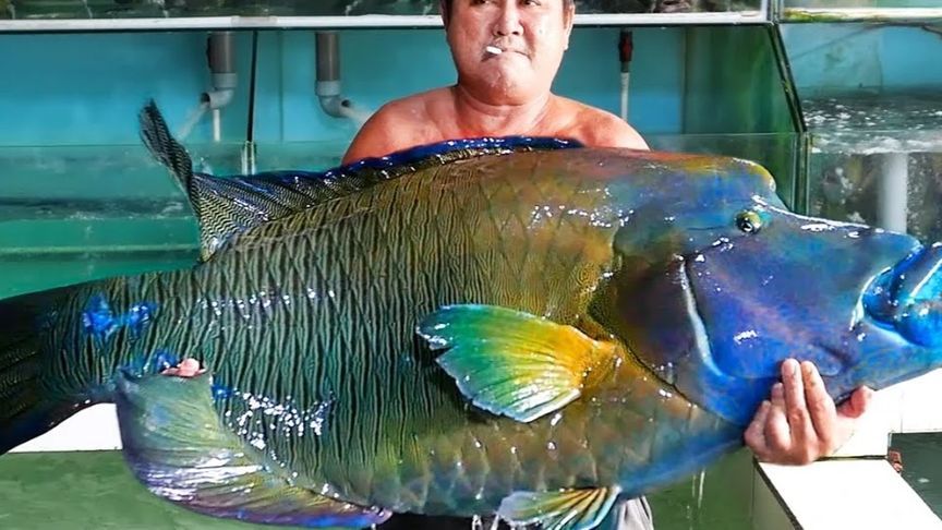 近100斤的巨型猪头苏眉鱼，这要怎么烹饪才好吃？