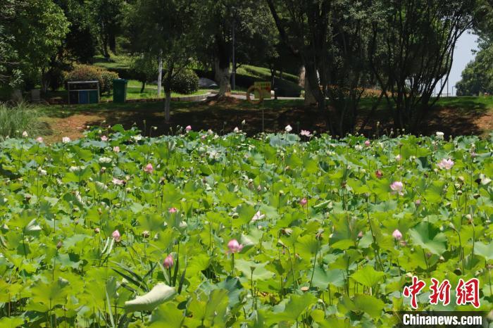 渔舟湾湿地公园中的荷花以“太空莲36号”为主，盛开的荷花娇艳欲滴、风姿万千，微风拂过，水面闻香。 熊锦阳 摄