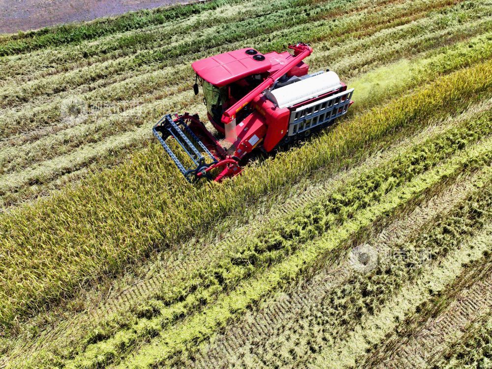 7月3日，江西省吉安市泰和县塘洲镇粮食主产区，农民驾驶收割机正在抢收早稻。