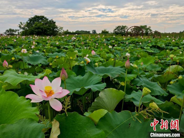 “荷”顏悅色 南昌水嵐洲半島荷塘綻放夏日浪漫