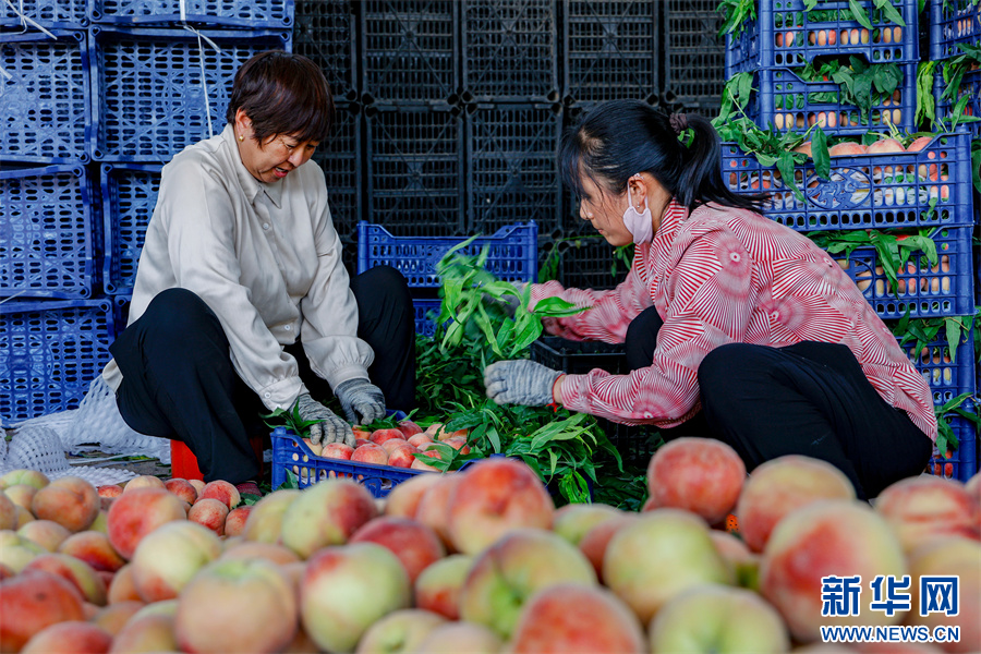 6月24日，内黄县豆公镇田大晁村收购市场，工人正在分拣鲜桃。