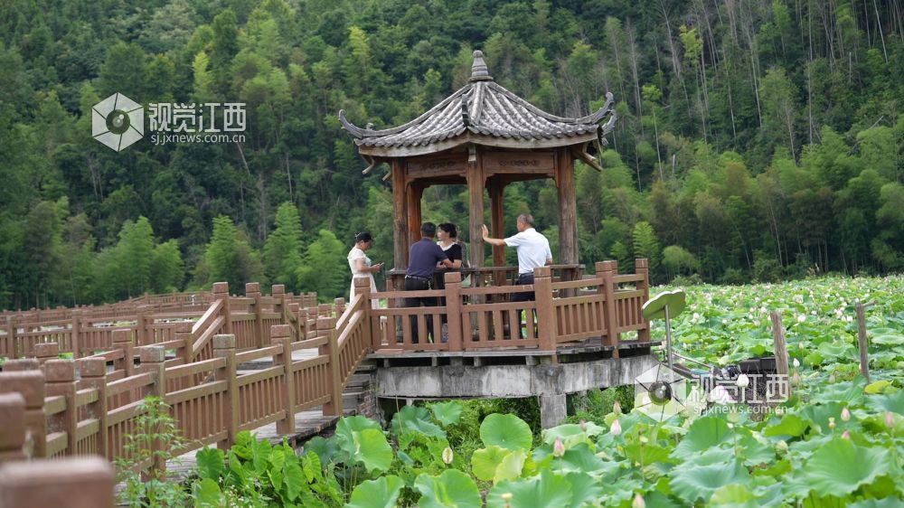 6月8日，在江西省永丰县君埠乡北寨村莲田里，白莲飘香四溢。娇艳荷花亭亭玉立，在翠绿荷叶间摇曳生姿，与美丽乡村相映成趣。游客们悠然漫步其间，沉醉于夏日独有的浪漫。