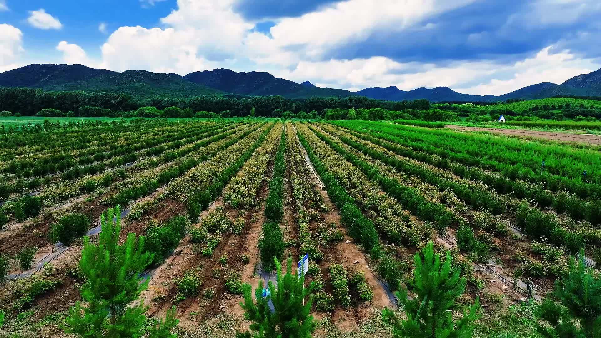 千城百县看中国｜内蒙古：小小蓝靛果 致富“金果果”