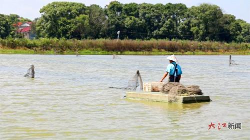 虾农在虾塘里放蓝龙虾苗