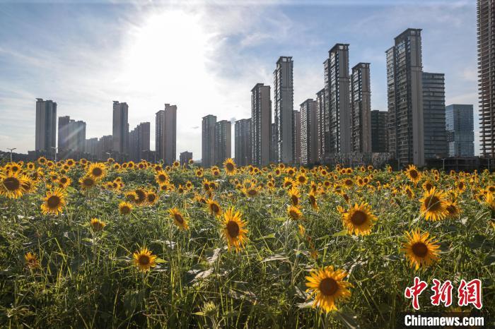 7月1日，江西南昌新建區，馬蘭圩濕地公園的大片向日葵正盛開，金色花海風景秀美。中新社記者 劉力鑫 攝
