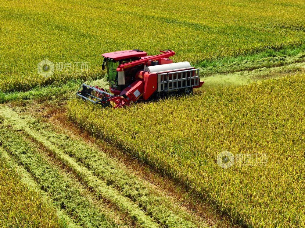 7月3日，江西省吉安市泰和县塘洲镇粮食主产区，农民驾驶收割机正在抢收早稻。