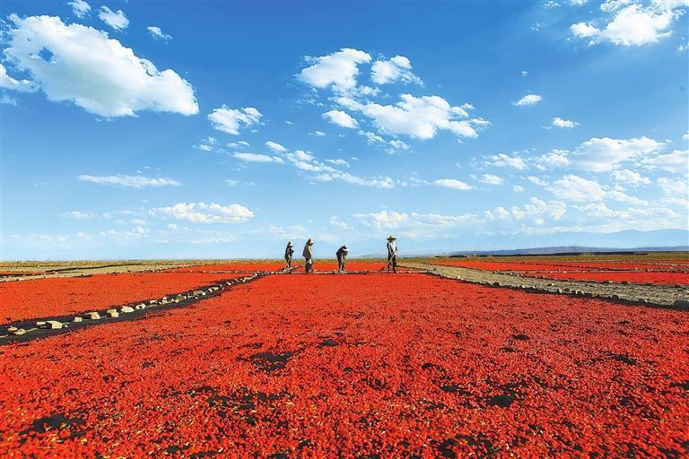 嘉峪关市宏源公司1.89万亩头茬枸杞喜获丰收，种植户抢抓晴好天气采摘、晾晒。新甘肃&middot;甘肃日报通讯员　马玉福