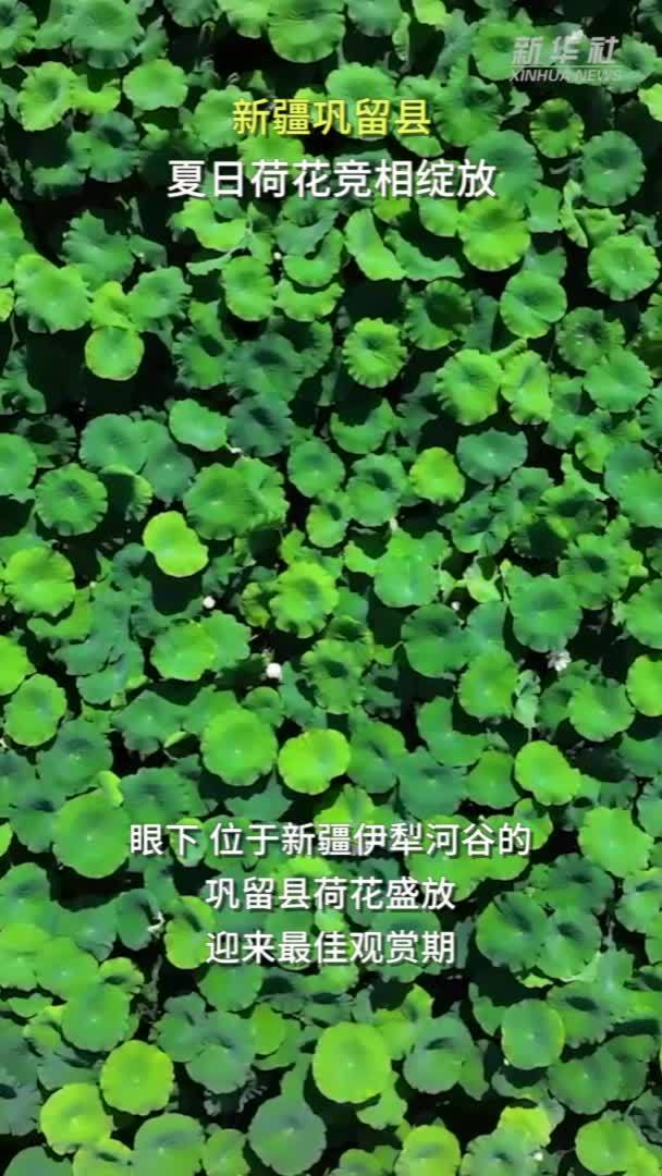 新疆巩留县：夏日荷花竞相绽放