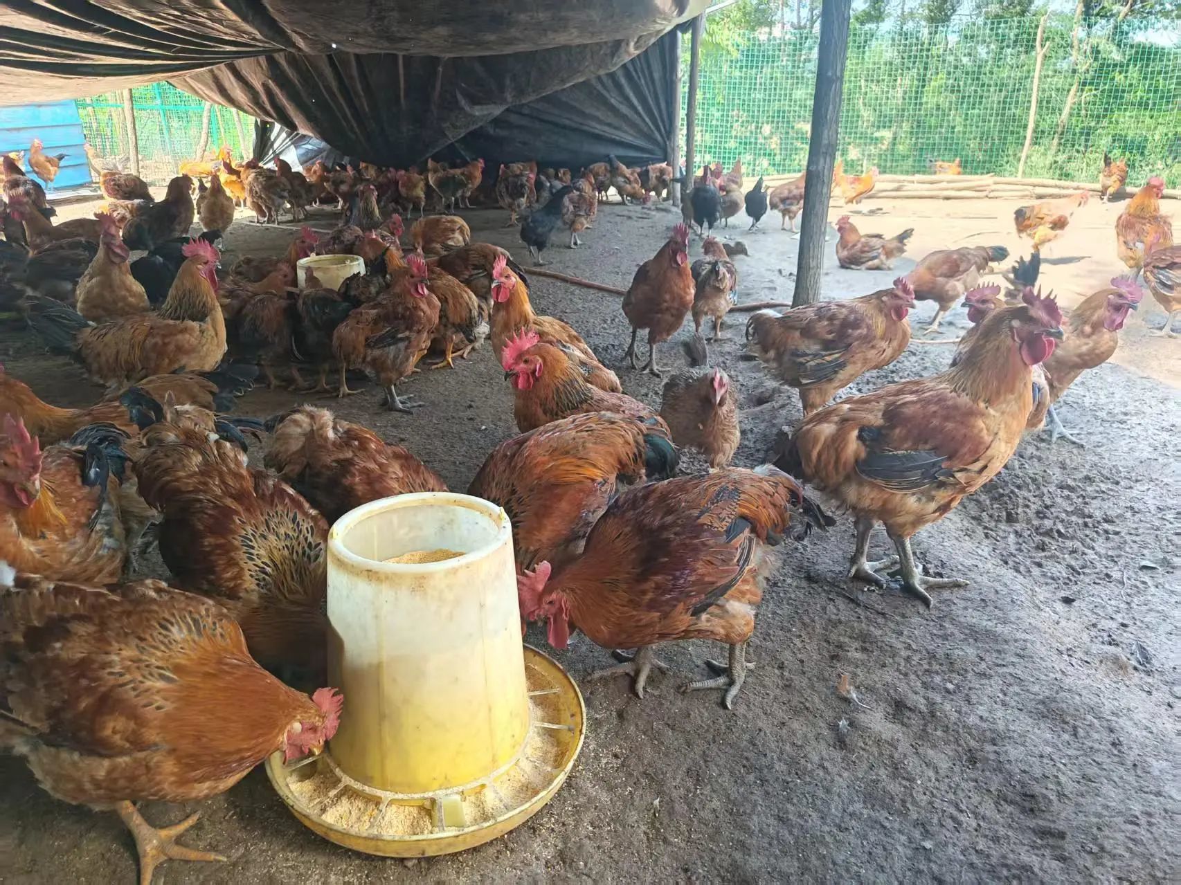 吃青草昆虫长大　华亭这儿的生态鸡供不应求