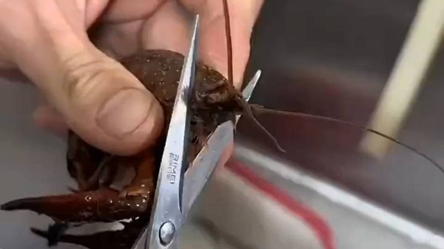 男子清理小龙虾的技巧，十几秒直接完成一系列操作