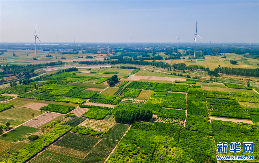 6月24日，内黄县豆公镇崔大晁村的桃林。
