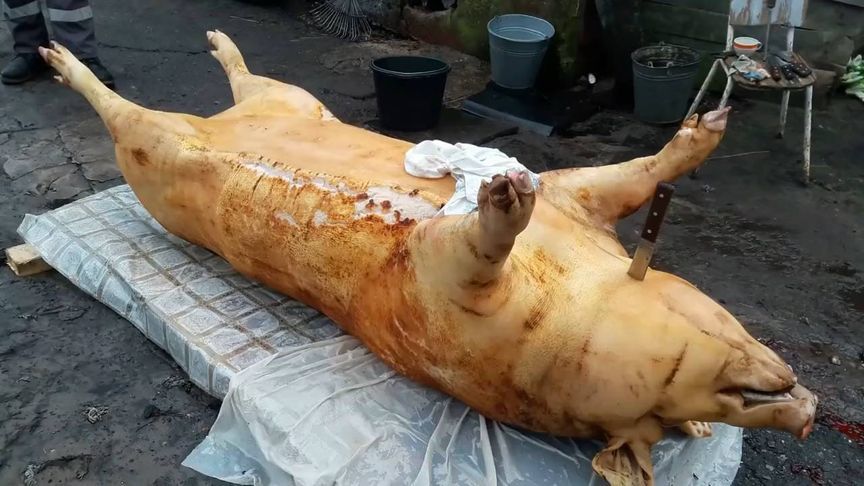见识一下俄罗斯人杀猪，一刀手指长的小刀把猪拆解，这肉更好吃吗？