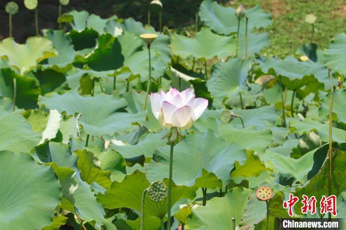 盛放的荷花。 熊锦阳 摄