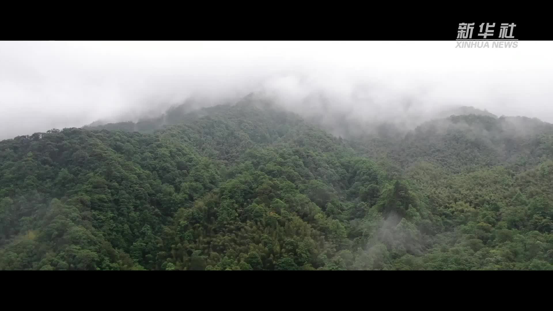 历史的回响｜巍巍井冈映初心