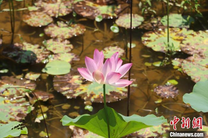 南昌“荷花秘境”夏日盛放 市民赏荷正当时（图）