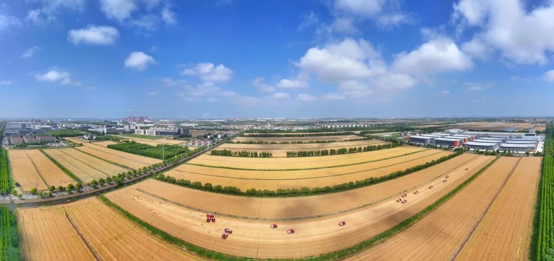 高标准农田麦收 (5)(15083617)-20250702081752.JPG