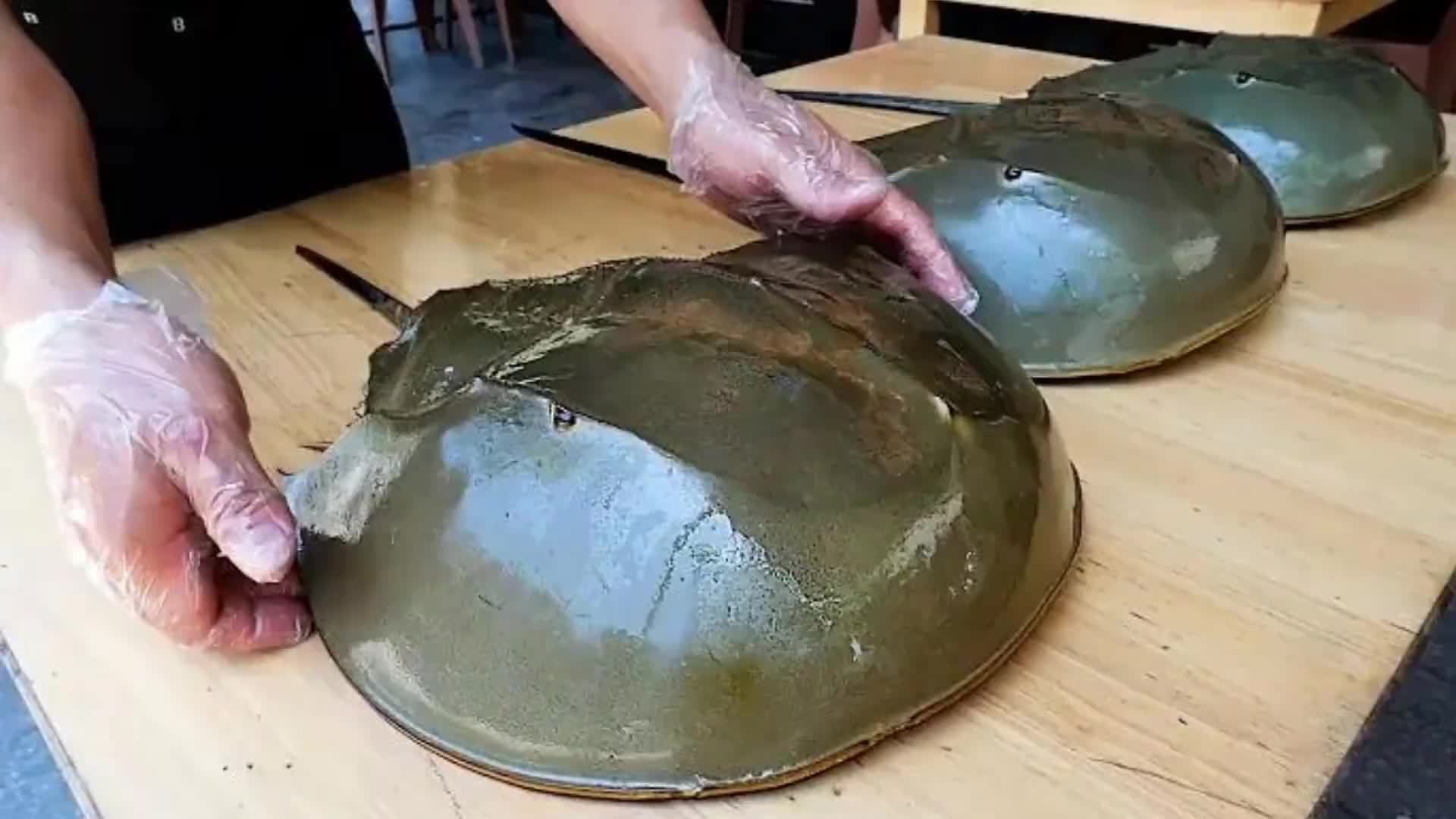 见识一下，越南人用活了4亿年马蹄蟹炸鸡蛋饼，独特的蓝色血液