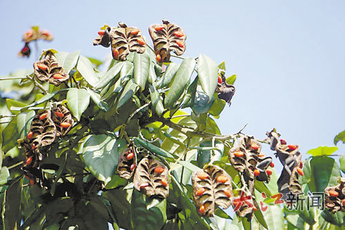 花櫚木 (據上海植物園 楚秀麗、付艷茹)