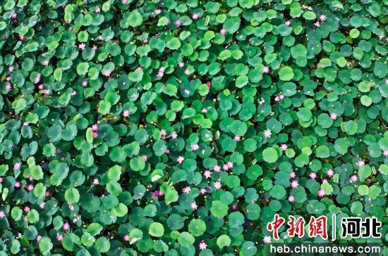 图为盛开的荷花。 武小凯 摄