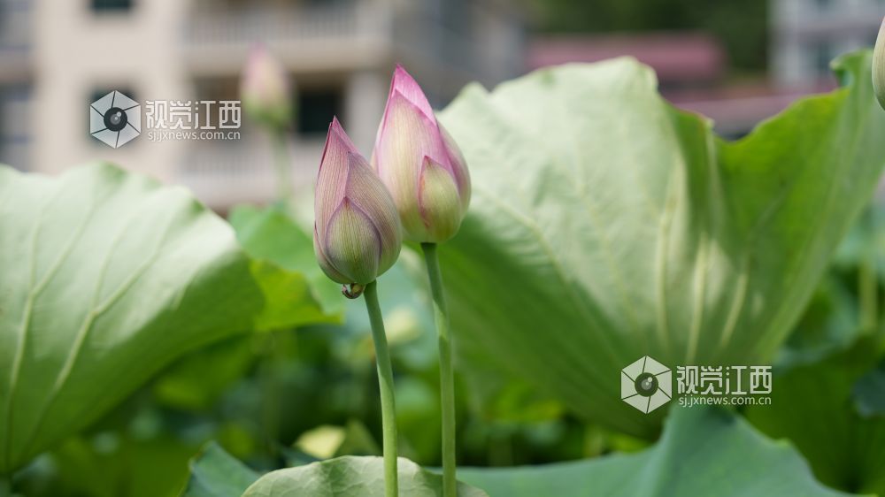 6月8日，在江西省永丰县君埠乡北寨村莲田里，白莲飘香四溢。娇艳荷花亭亭玉立，在翠绿荷叶间摇曳生姿，与美丽乡村相映成趣。游客们悠然漫步其间，沉醉于夏日独有的浪漫。