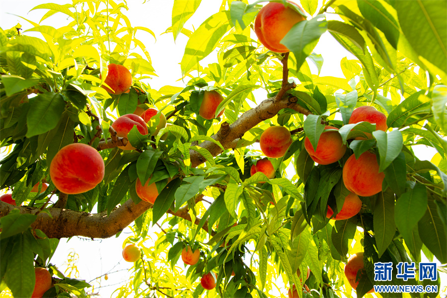 6月24日，内黄县豆公镇崔大晁村桃林的鲜桃。