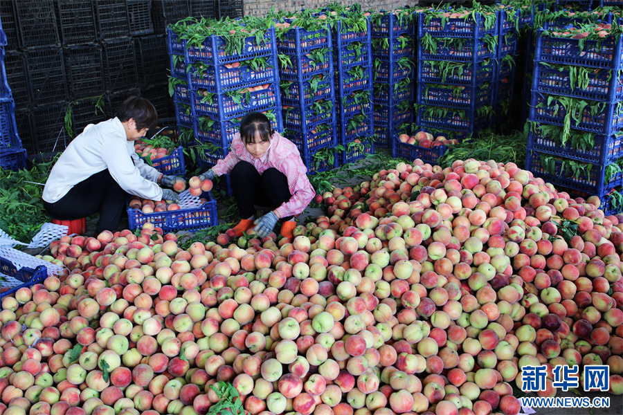 6月24日，内黄县豆公镇田大晁村收购市场，工人正在分拣鲜桃。