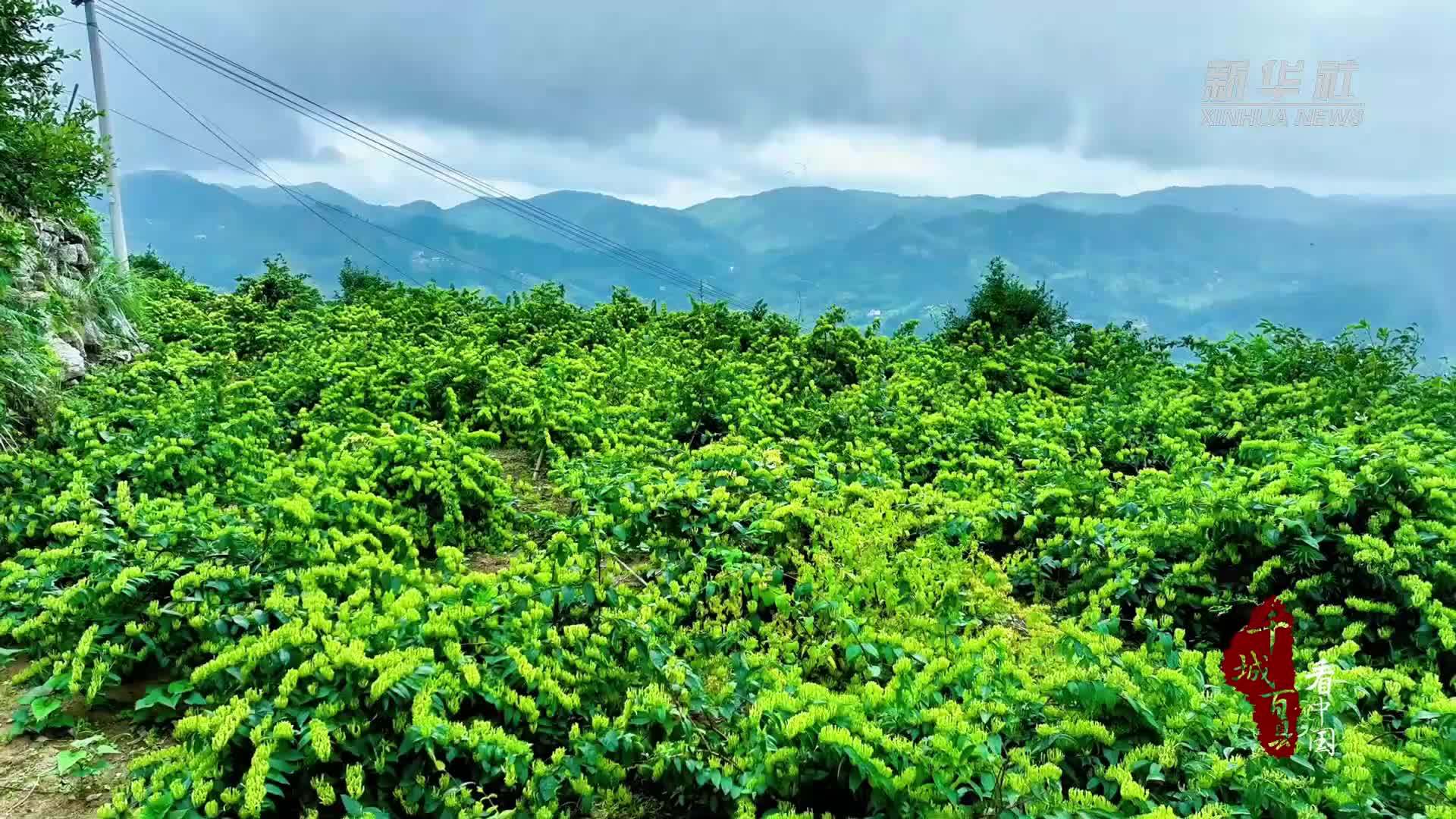 千城百县看中国｜湖南隆回：金银花开